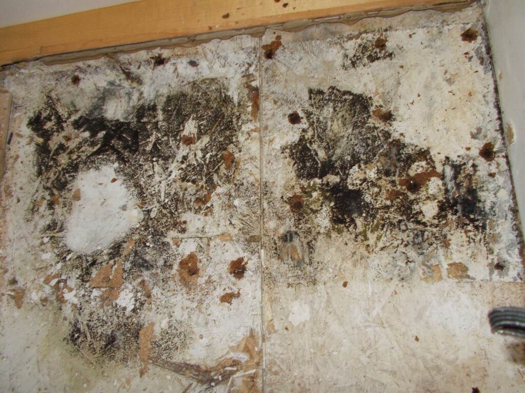 A wall with extensive mold growth, displaying dark patches and discoloration, suggesting water damage or poor ventilation.