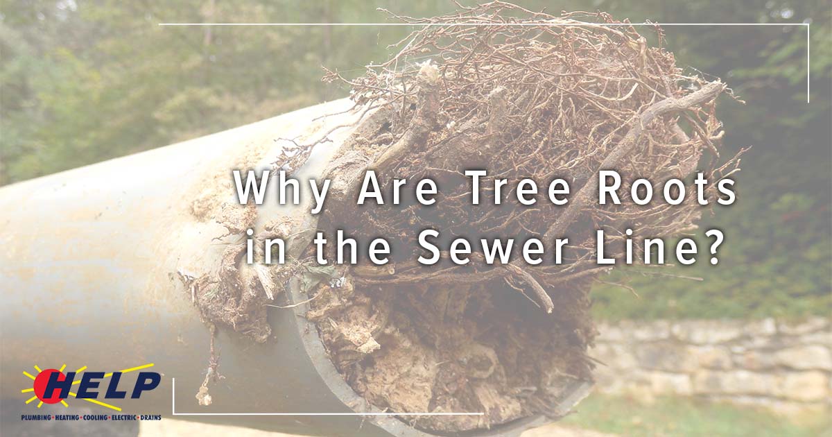 Why Are Tree Roots in the Sewer Line?