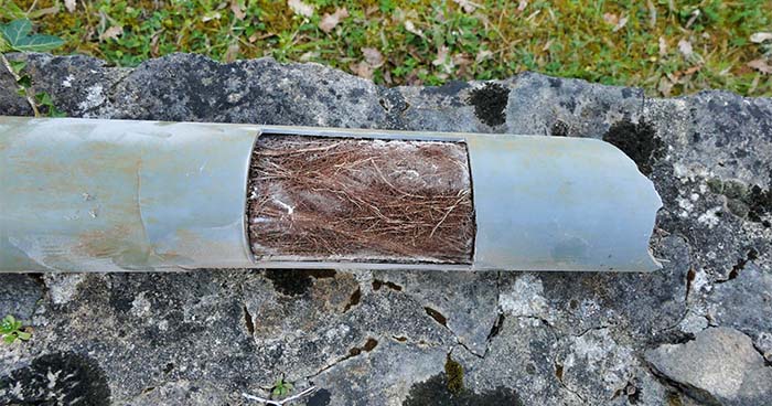 Image: a sewer pipe cut open to show all the tree roots in the pipe.