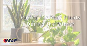 Indoor plants bask by a window with a watering can nearby. Text reads, "Caring for Your Plants During the Winter," featuring a HELP service logo, ensuring your green friends thrive even in the chillier months.