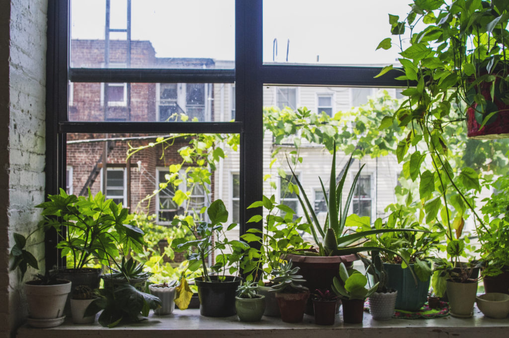 healthy plants near window