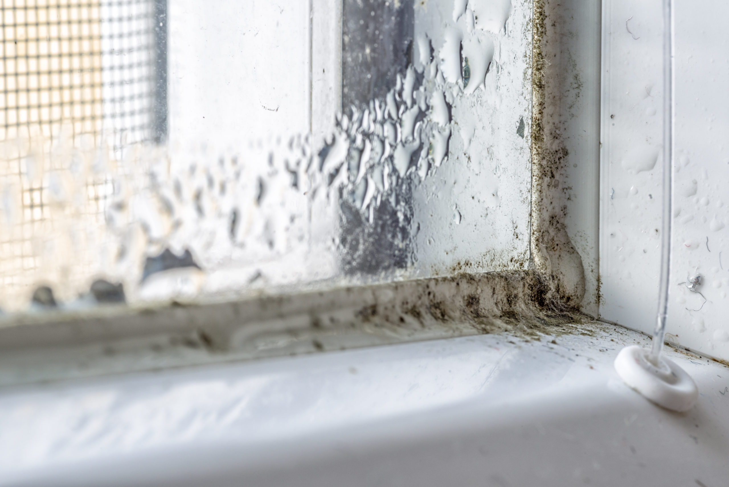 moisture and mold inside a home