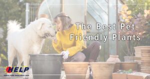 In a garden, a woman in a yellow sweater engages with a large white dog amidst several empty plant pots. Text reads: "Discover The Best Pet Friendly Plants.