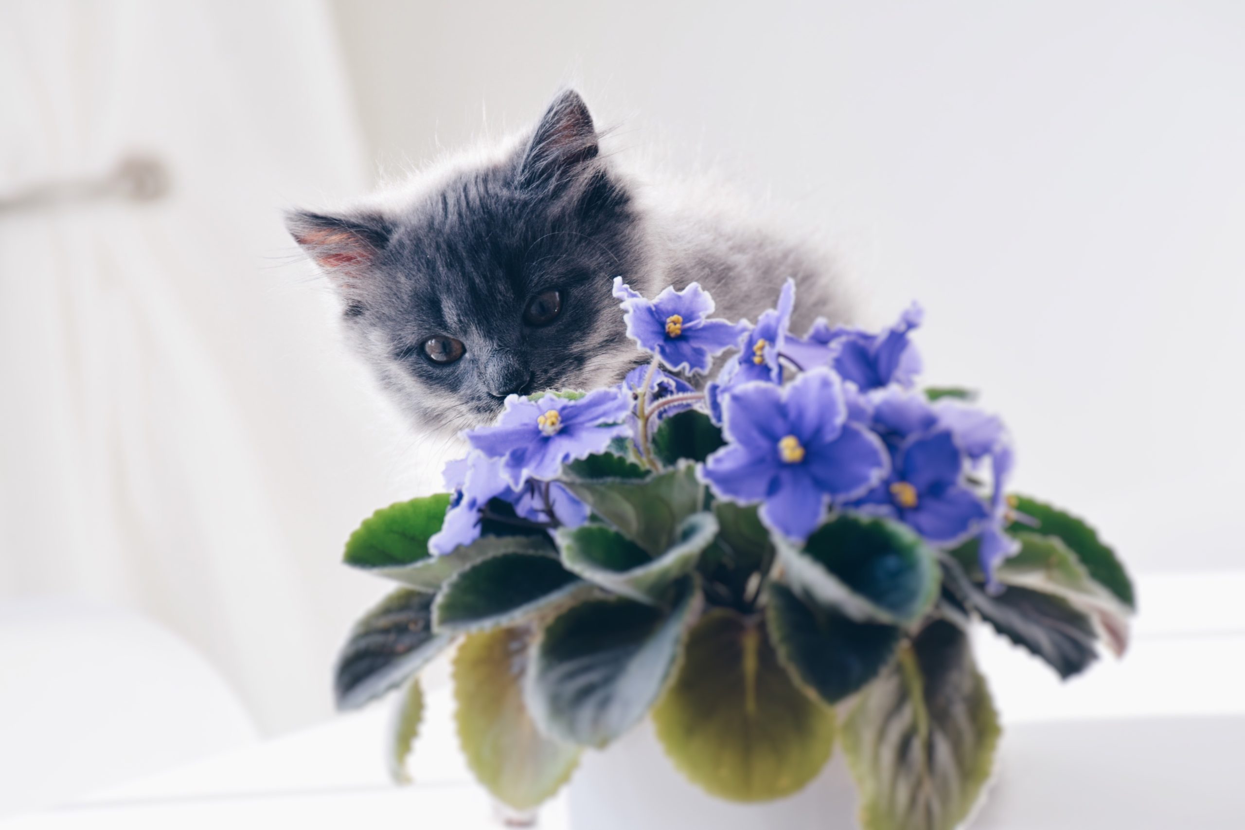 cat with African violent plant